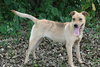 Frieda the Shepherd
