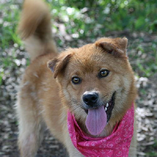 Denise the Shiba Inu