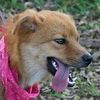 Denise the Shiba Inu