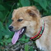 Denise the Shiba Inu