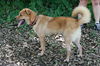 Denise the Shiba Inu