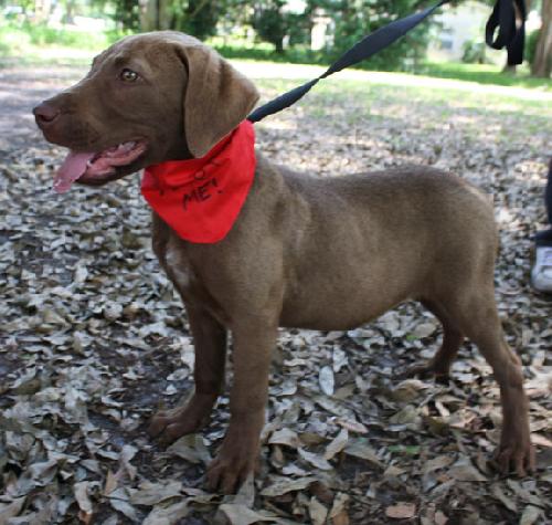 Jimmy the Lab
