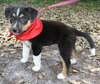 Aiden the Sheltie/BC Puppy