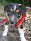 Aiden the Sheltie/BC Puppy
