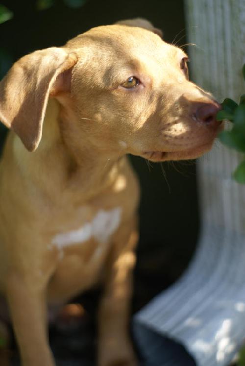 Kira Sunshine the Lab Puppy