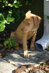 Kira Sunshine the Lab Puppy