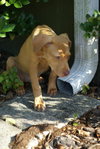 Kira Sunshine the Lab Puppy