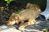 Kira Sunshine the Lab Puppy