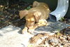Kira Sunshine the Lab Puppy