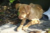 Kira Sunshine the Lab Puppy