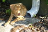 Kira Sunshine the Lab Puppy