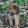 Dean the Chow Puppy
