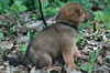 Dean the Chow Puppy