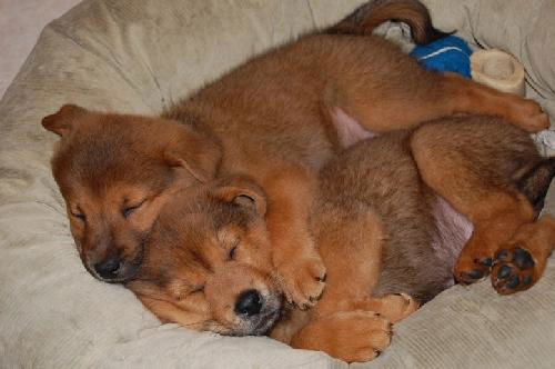 Dean the Chow Puppy