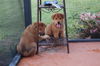 Dean the Chow Puppy