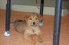 Dean the Chow Puppy