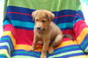 Dean the Chow Puppy