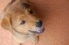 Dean the Chow Puppy