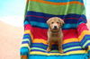 Dean the Chow Puppy