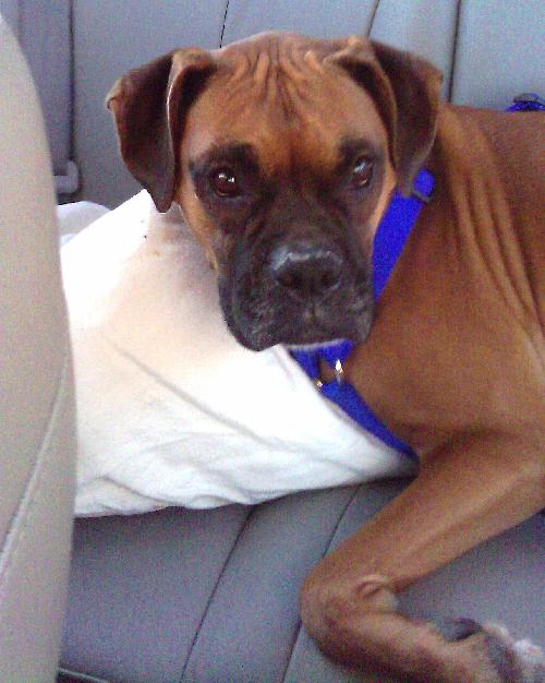 Libby the Boxer