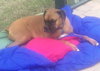 Libby the Boxer