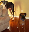 Libby the Boxer