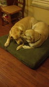 Katie the Yellow Lab
