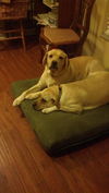 Katie the Yellow Lab
