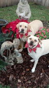 Katie the Yellow Lab