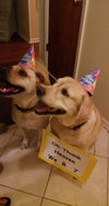 Katie the Yellow Lab