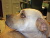 Katie the Yellow Lab