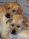 Katie the Yellow Lab