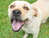 Katie the Yellow Lab