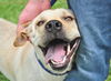 Katie the Yellow Lab