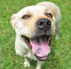 Katie the Yellow Lab