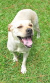 Katie the Yellow Lab