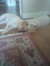Katie the Yellow Lab