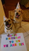 Bette the Yellow Lab