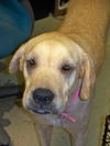 Bette the Yellow Lab