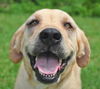 Bette the Yellow Lab