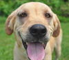 Bette the Yellow Lab