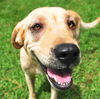 Bette the Yellow Lab