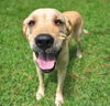 Bette the Yellow Lab