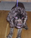Snickers the CockerSpaniel