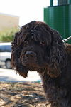 Snickers the CockerSpaniel