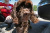 Snickers the CockerSpaniel