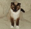 Sammie ~ FIV