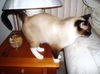 Sammie ~ FIV