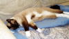 Sammie ~ FIV