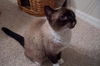 Sammie ~ FIV